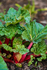 Rhubarb stalks showing with big leaves