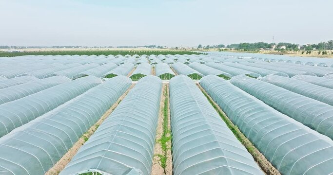 Aerial footage of agricultural plastic greenhouse in watermelon plantation, China, Asia. Agricultural plastic greenhouses can be used to grow a variety of vegetables out of season.