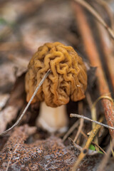 Morel mushrooms grows in forest (Morchella esculenta)