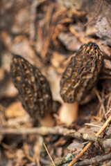 Morel mushrooms grows in forest (Morchella esculenta)