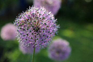 Allium Aflatunense auch Sternkugellauch