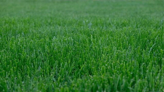 Close up green grass, natural greenery background texture of lawn garden. Ideal concept used for making green flooring, lawn for training football pitch, Grass Golf Courses, green lawn pattern.