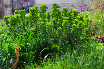 Large Mediterranean spurge (Euphorbia characias) in flowers. Botanical Garden, KIT Karlsruhe,...