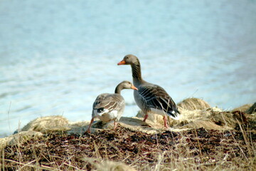 goose on the beach