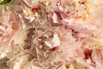 Soft cream pink peonies background, macro, close up