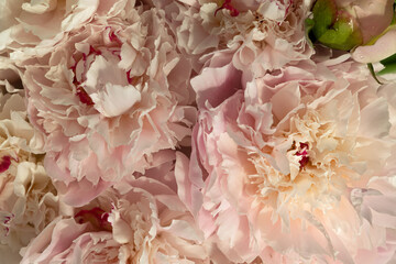 Soft cream pink peonies background, macro, close up