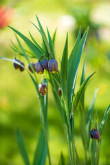 ..Fritillaria Michailovskyi commonly known as Fritillaria Michailovski
