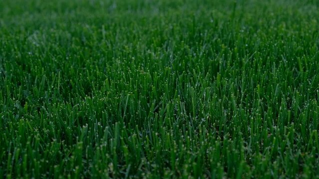 Close up green grass, natural greenery background texture of lawn garden. Ideal concept used for making green flooring, lawn for training football pitch, Grass Golf Courses, green lawn pattern.