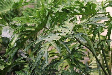 leaves in the garden