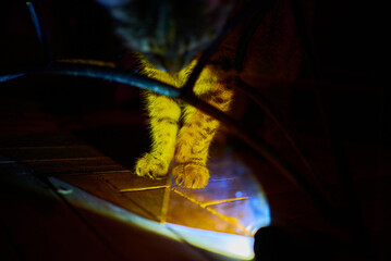 Photo of a domestic kitten in bright yellow light. Night time when cats like to play.