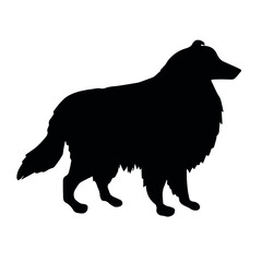 Vector hand drawn collie dog silhouette isolated on white background