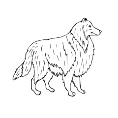 Vector hand drawn doodle sketch collie dog isolated on white background