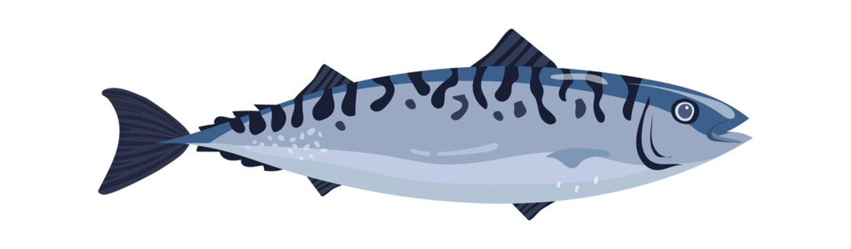 Mackerel fish Seafood icon. Vector illustration