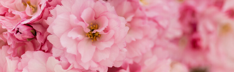 close up view of blossoming pink flowers of cherry tree, banner. - Powered by Adobe