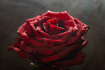 Blooming red rose bud in water drops and mist close-up on a black background