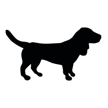 Vector hand drawn basset hound dog silhouette isolated on white background