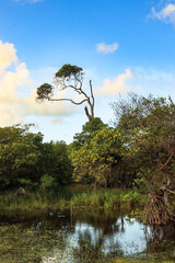 tree in the water