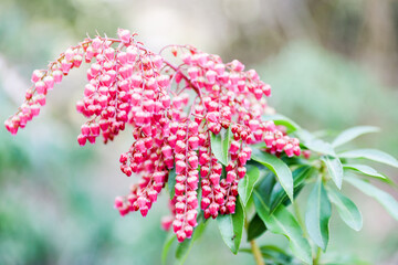 flower in the spring - Image