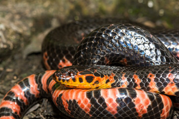 Eastern Mud Snake - Farancia abacura