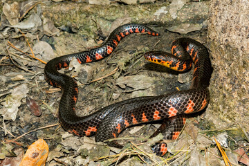 Eastern Mud Snake - Farancia abacura