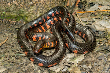Eastern Mud Snake - Farancia abacura