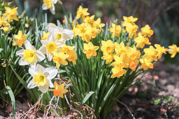 Field of Daffodils - Image