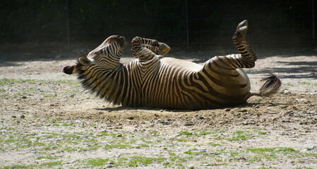 Zebra wälzt sich im Sand