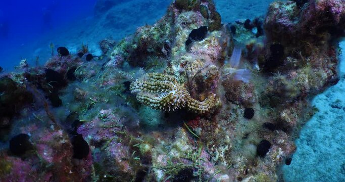starfish close up walking star fish underwater
