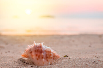 A shell close-up, lying on a sandy beach, at sunset. Selective focus, blurred background