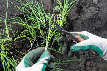 Gloved hands cutting green sprouts with tongs. Plant care. Plant cultivation. Agricultural work. Seasonal work in the garden