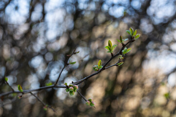 tree branch, the first leave in spring. buds in the trees bloom on a blurry background, selective focus