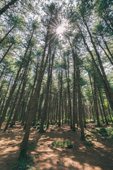 Old forest with sunlight