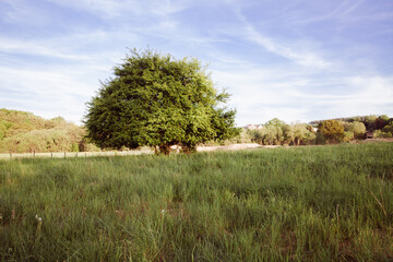Fototapeta premium One warm summer evening in nature. Lonely tree in the field. Beautiful countryside landscape