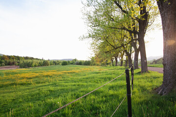 Beautiful landscape of a flowering field against the backdrop of mountains. Alley of trees that illuminates the zakt. Grazing for horses in Switzerland