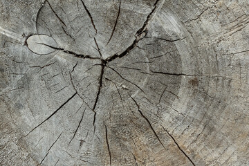 Closeup macro view of end cut wood tree section with cracks and annual rings. Natural organic texture with cracked and rough surface. Flat wooden surface with annual rings. High quality photo