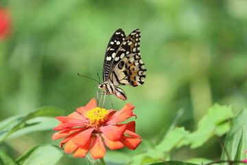 Fototapeta na wymiar Papilio demoleus is a common and widespread swallowtail butterfly. The butterfly is also known as the lemon butterfly, lime swallowtail, and chequered swallowtail.