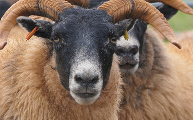 Blackface Sheep standing behind a gate in handling pen in Ireland