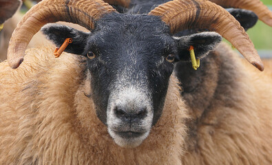 Fototapeta premium Blackface Sheep standing behind a gate in handling pen in Ireland
