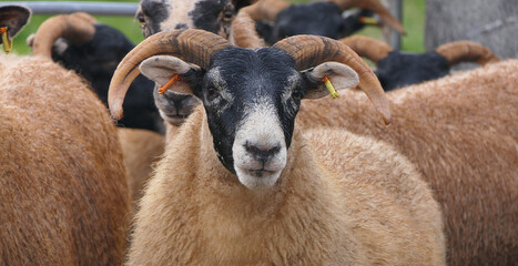 Blackface Sheep standing behind a gate in handling pen in Ireland