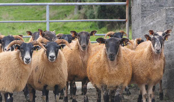 Blackface Sheep standing behind a gate in handling pen in Ireland