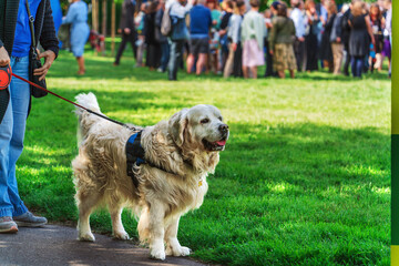 A large shaggy dog on a leash in the hand of a man against the backdrop of a green lawn with a large group of people resting in the park in the background on a sunny day