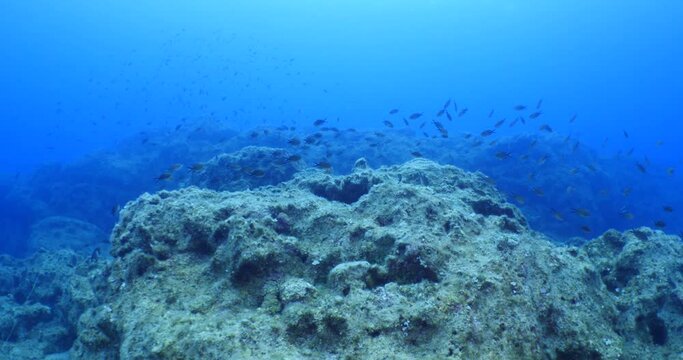 underwater scenery blue water damsel fish school ocean scenery mediterranean sea on the reef and rocks