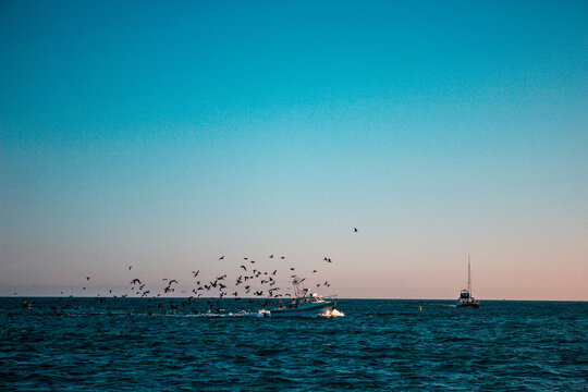 Fishing boat and the seagles