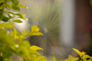 Dewdrops in the spider web.
