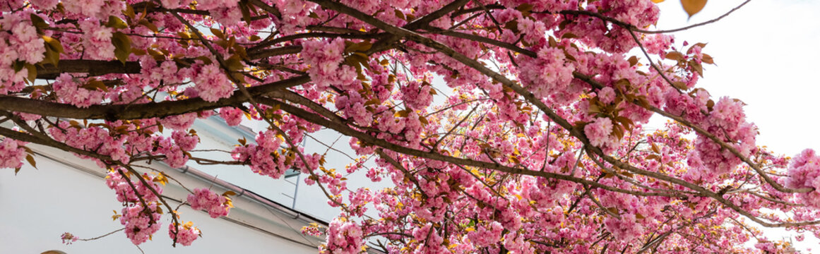 blooming and pink flowers on branches of sakura tree, banner.