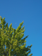 青空と上弦の月