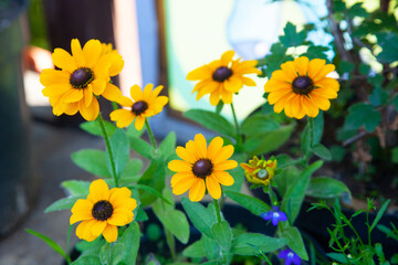 yellow rudbeckia flowers in a flower bed, close-up