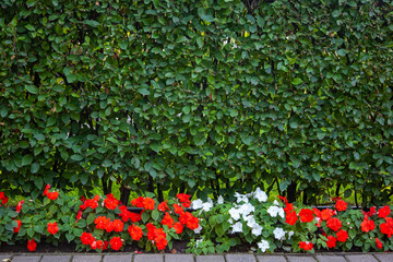Summer background with a border of red and white impatiens and green foliage, copy space