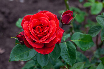 Red rose with leaves and water drops on the petals on a blurred background. Rose after rain in the garden