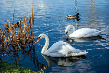 Close-up of a white swan swimming in blue lake. A pair of white swans swimming in the river
